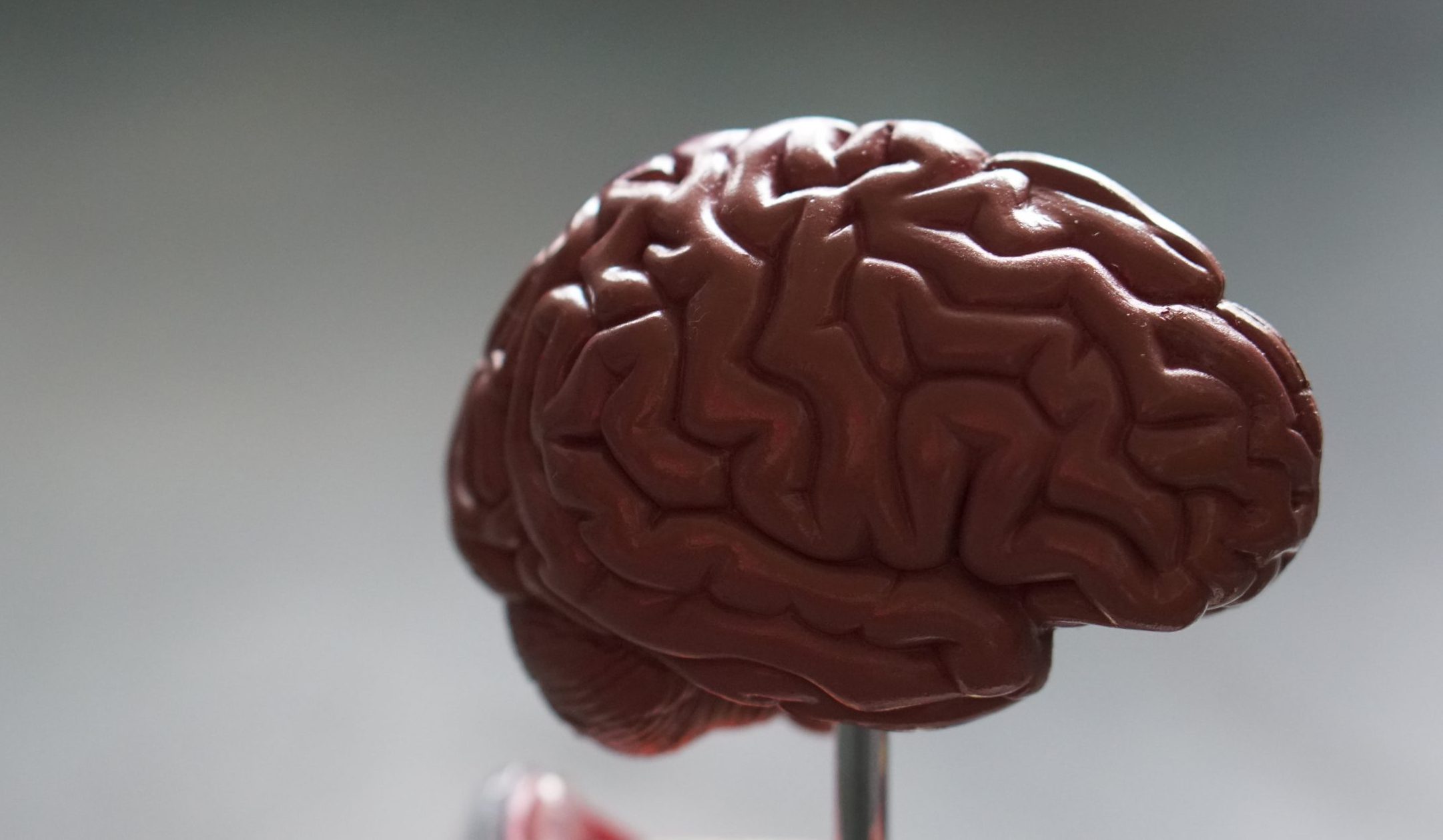 Image of a brain model.